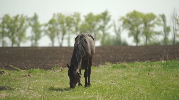 Das Pferd wird auf die Weide gebracht — Stockvideo