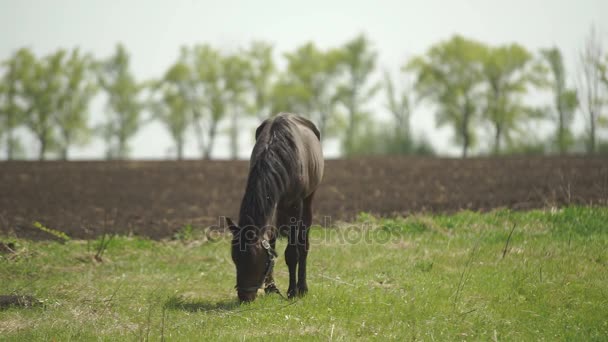 Le cheval est passé à la prairie 