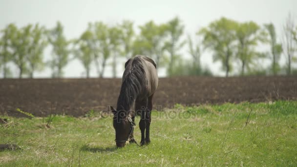 El caballo se pasa a la pradera — Vídeo de stock