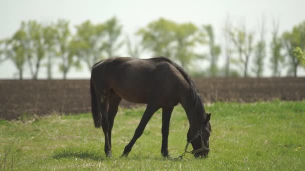 El caballo se pasa a la pradera — Vídeos de Stock