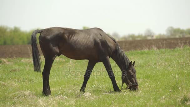 Das Pferd wird auf die Weide gebracht — Stockvideo