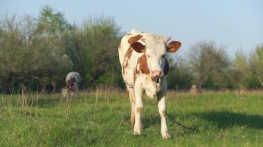 Çayırda genç buzağı