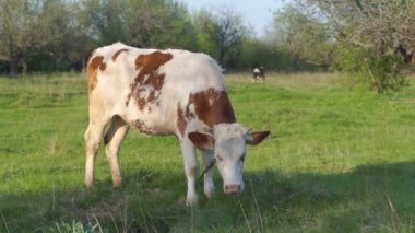 Çayırda genç buzağı
