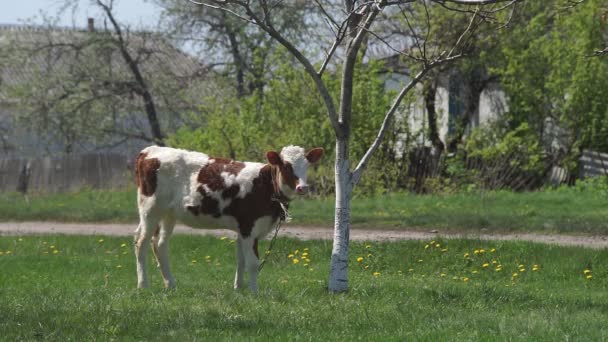 Jeune veau dans la prairie — Video