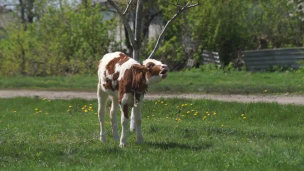 Jeune veau dans la prairie — Video