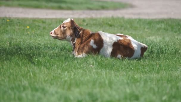 Jeune veau dans la prairie — Video