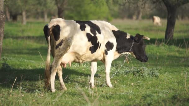 Young Calf in the Meadow — Stock Video