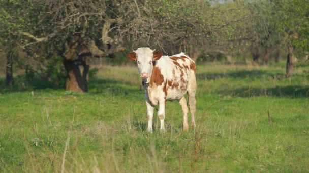 Jonge kalf in de weide — Stockvideo