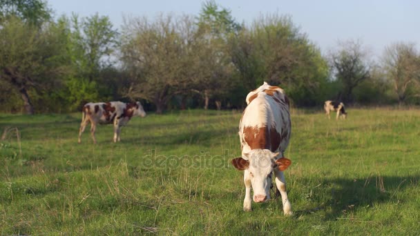 小牛在草地上 — 图库视频影像