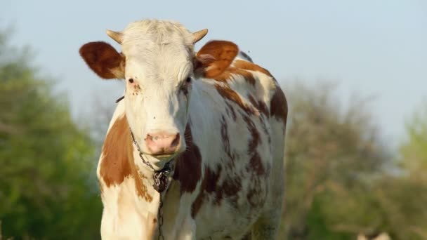 Jeune veau dans la prairie — Video