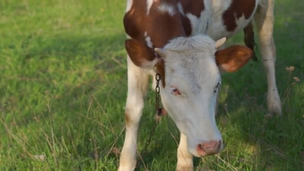 Jonge kalf in de weide — Stockvideo