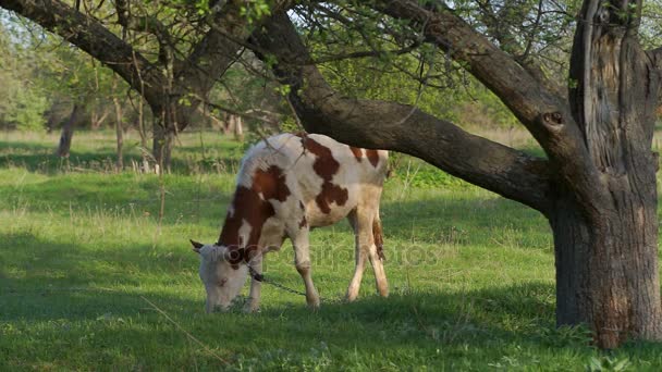 小牛在草地上 — 图库视频影像