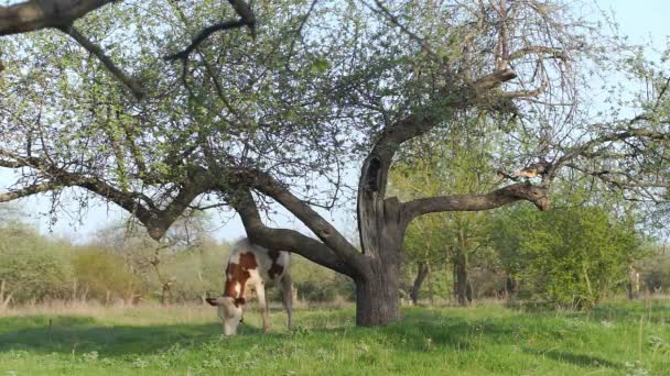 Jeune veau dans la prairie — Video