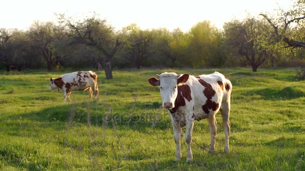 Junges Kalb auf der Weide — Stockvideo