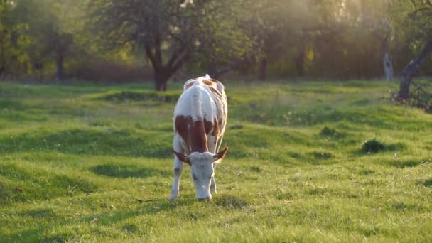 Vaca arrasada en el prado — Vídeos de Stock