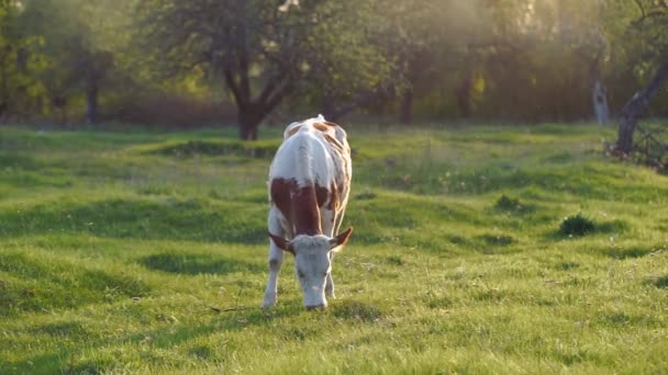 Mucca al pascolo nel prato — Video Stock