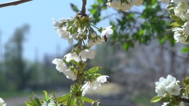 Цветы вишни — стоковое видео