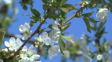 kiraz ağacının çiçekleri