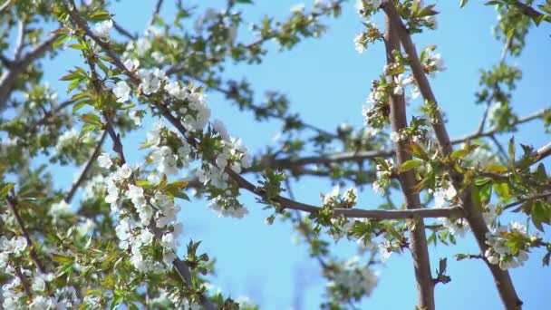 Blommor av körsbärsträdet — Stockvideo