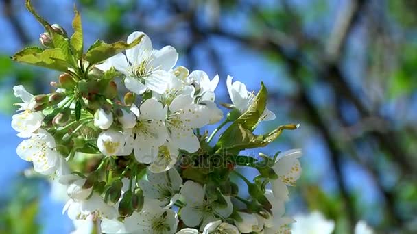 Λουλούδια του δέντρου κερασιών — Αρχείο Βίντεο