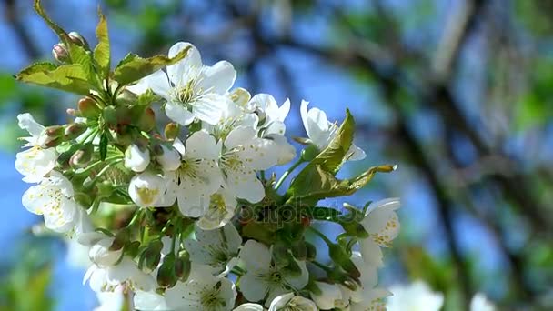 Blommor av körsbärsträdet — Stockvideo