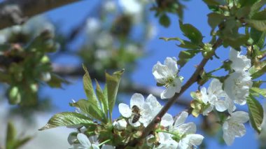 kiraz ağacının çiçekleri