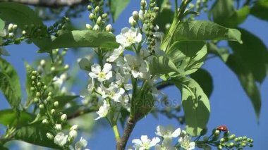 kiraz ağacının çiçekleri
