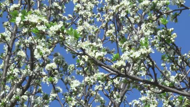 Kiraz ağacının çiçekleri — Stok video