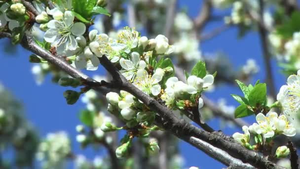 Цветы вишни — стоковое видео