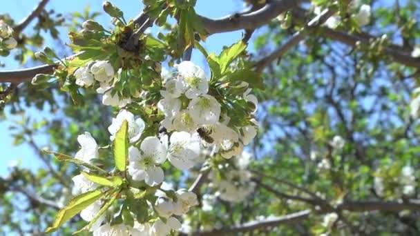 Bunga dari pohon ceri — Stok Video