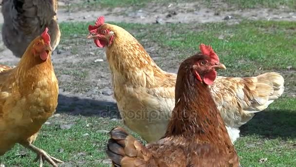 Kippen lopen op de binnenplaats — Stockvideo