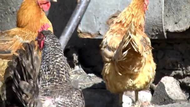 Caminhada de galinhas no pátio — Vídeo de Stock