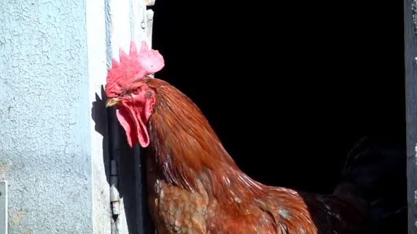 Caminata de pollos en el patio — Vídeo de stock