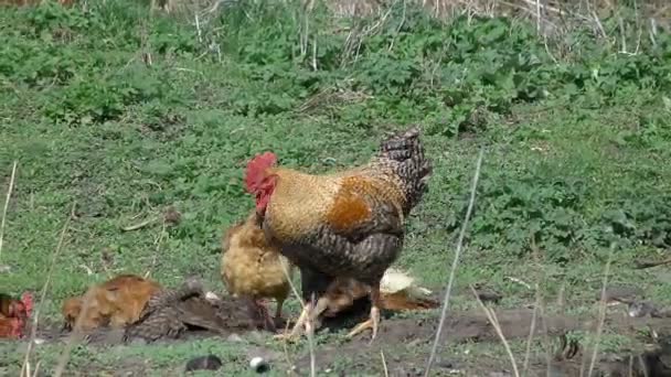 Caminhada de galinhas no pátio — Vídeo de Stock