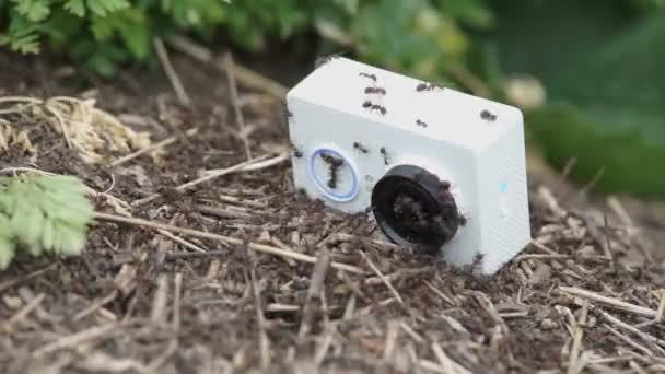 GoPro camera in de mierenhoop — Stockvideo