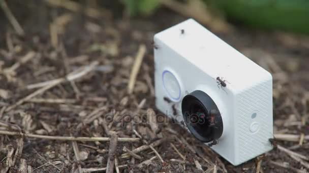 Caméra GoPro dans l'Anthill — Video