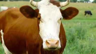 Çayırda sıyrılmak inek