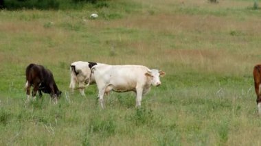 Çayırda sıyrılmak inek
