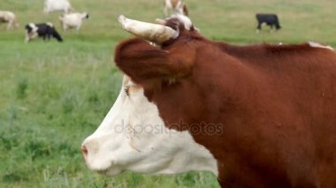 Çayırda sıyrılmak inek