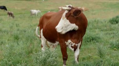 Çayırda sıyrılmak inek