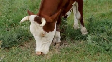 Çayırda sıyrılmak inek