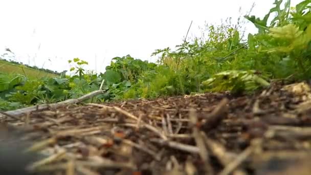 Caméra GoPro dans l'Anthill — Video