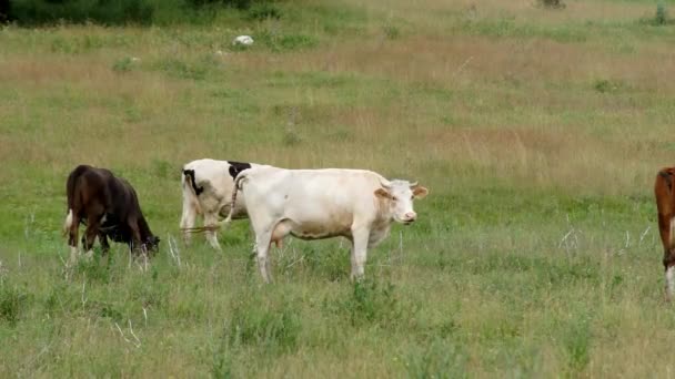 Vache broutée dans la prairie 