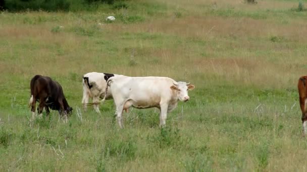 Vache broutée dans la prairie — Video