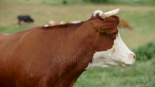 Vaca arrasada en el prado — Vídeo de stock