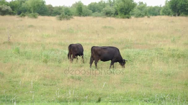 Vache broutée dans la prairie — Video