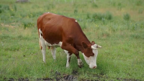 Vache broutée dans la prairie — Video