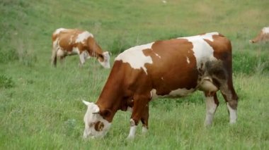 Çayırda sıyrılmak inek