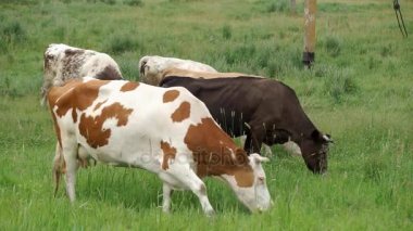 Çayırda sıyrılmak inek