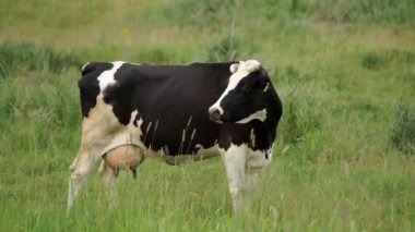 Çayırda sıyrılmak inek